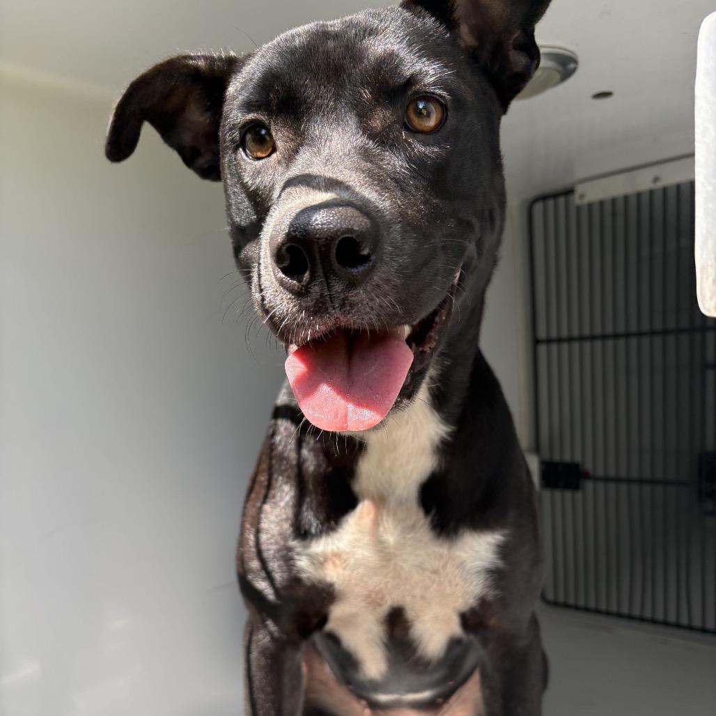 Enlarge Junie B, a Adoptable mixed breed in Beaumont, TX image 6/6