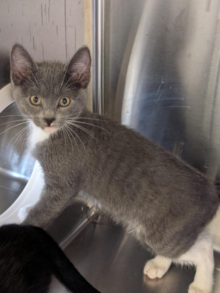 Enlarge Blue, a Adoptable mixed breed in Havre, MT image 1/1