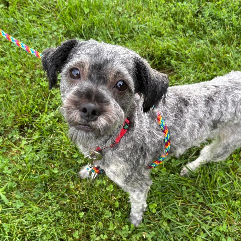 Wharton Weems, Adoptable, Young Male Poodle.