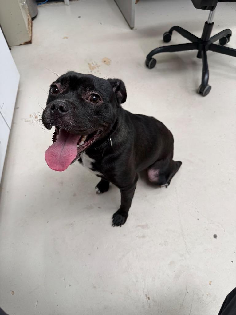 Enlarge Arli, a Adoptable mixed breed in Findlay, OH image 1/1