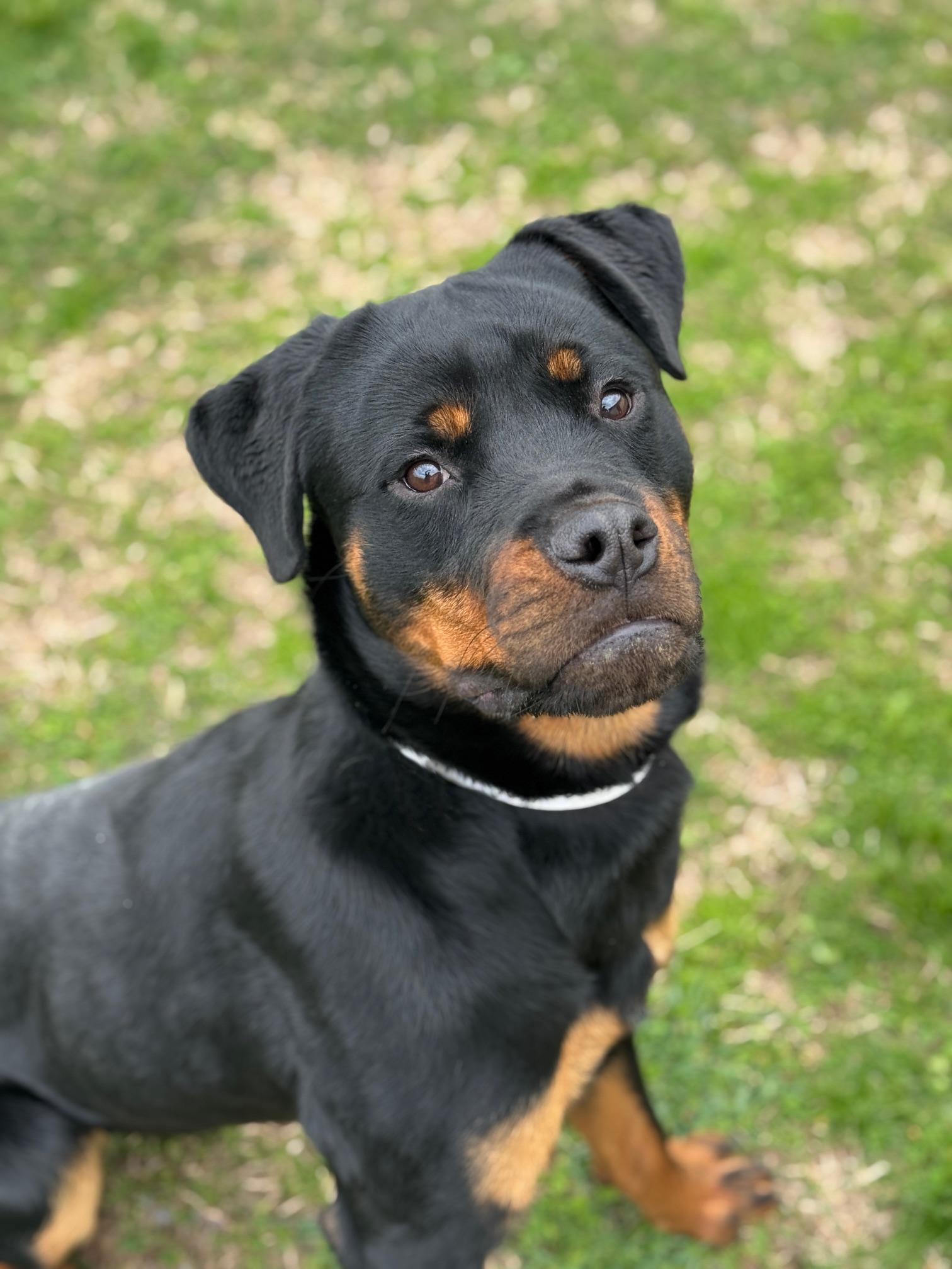 Enlarge Crimson, a ADOPTABLE Rottweiler in Benton Harbor, MI image 2/4