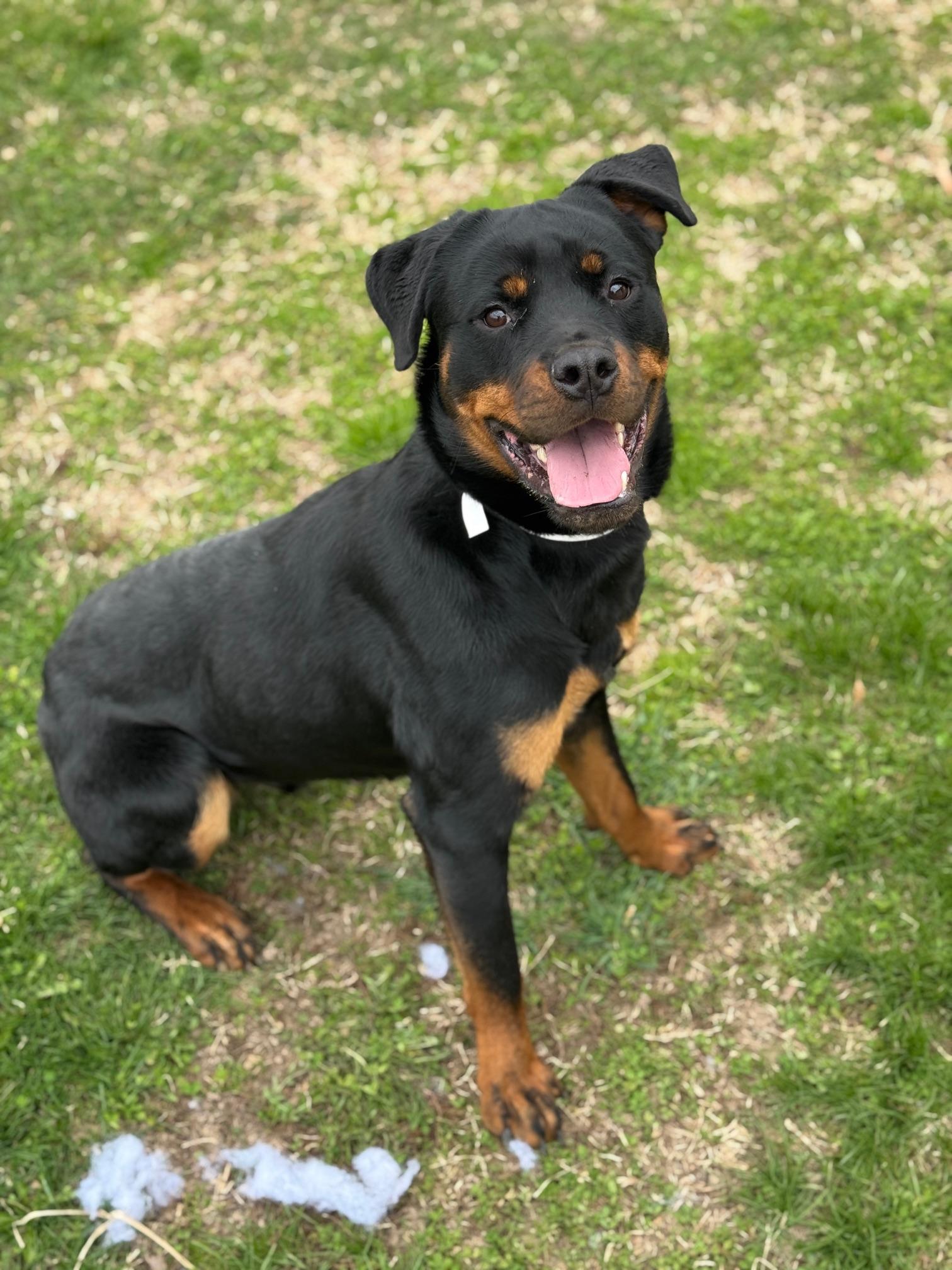 Crimson, ADOPTABLE, Young Male Rottweiler.