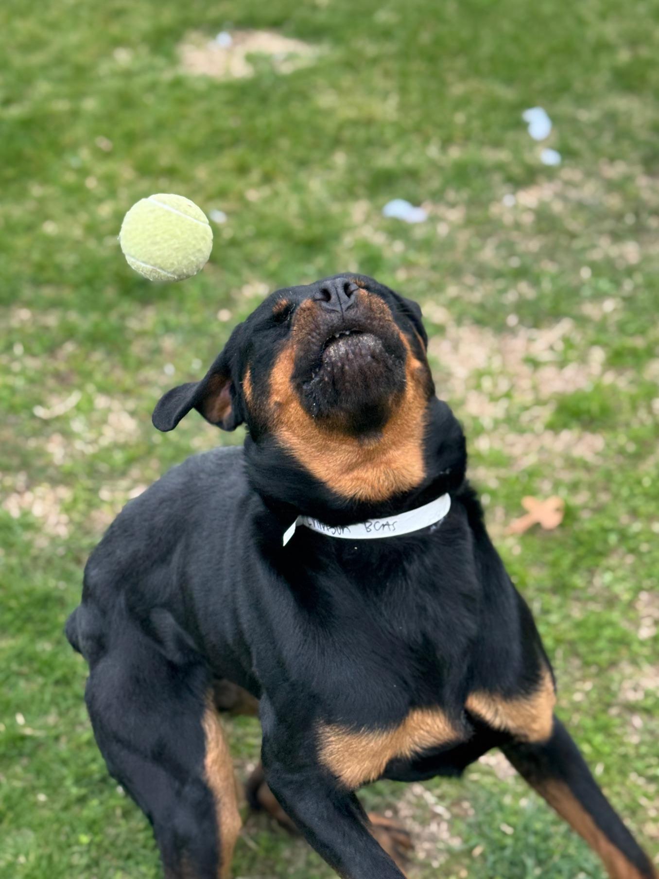 Enlarge Crimson, a ADOPTABLE Rottweiler in Benton Harbor, MI image 4/4