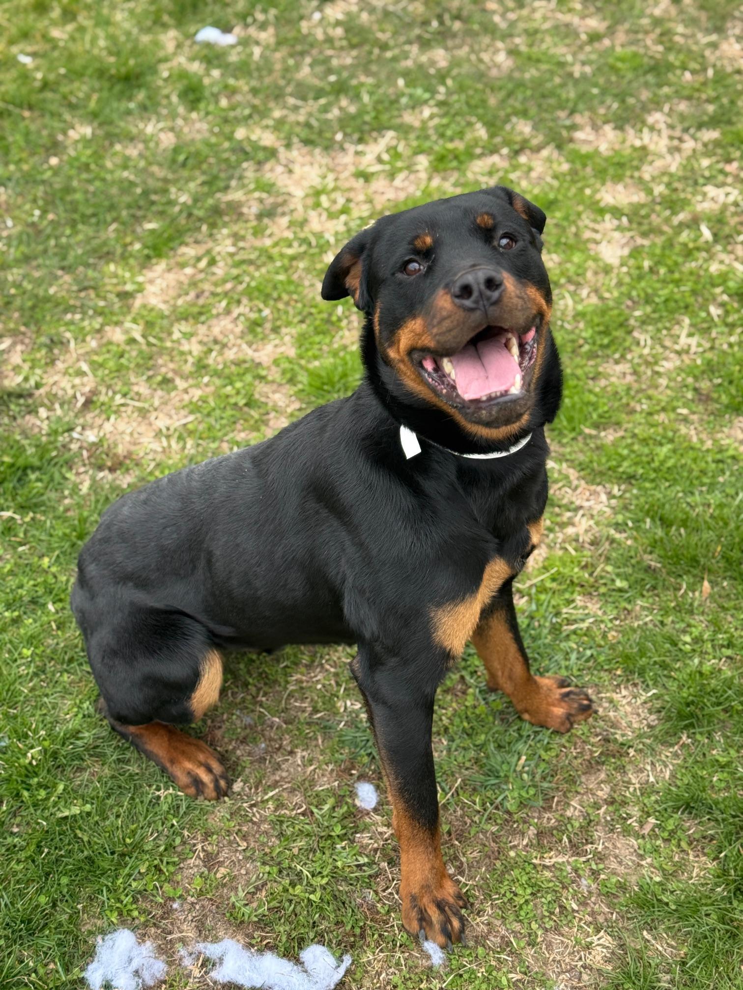 Enlarge Crimson, a ADOPTABLE Rottweiler in Benton Harbor, MI image 3/4