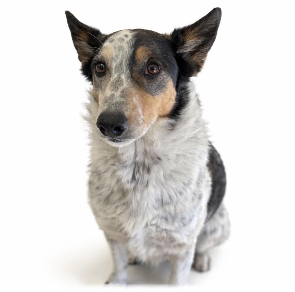 Merle, ADOPTABLE, Senior Male Mixed Breed.