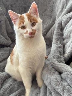 Blanco, adopted, Young Male Domestic Short Hair.