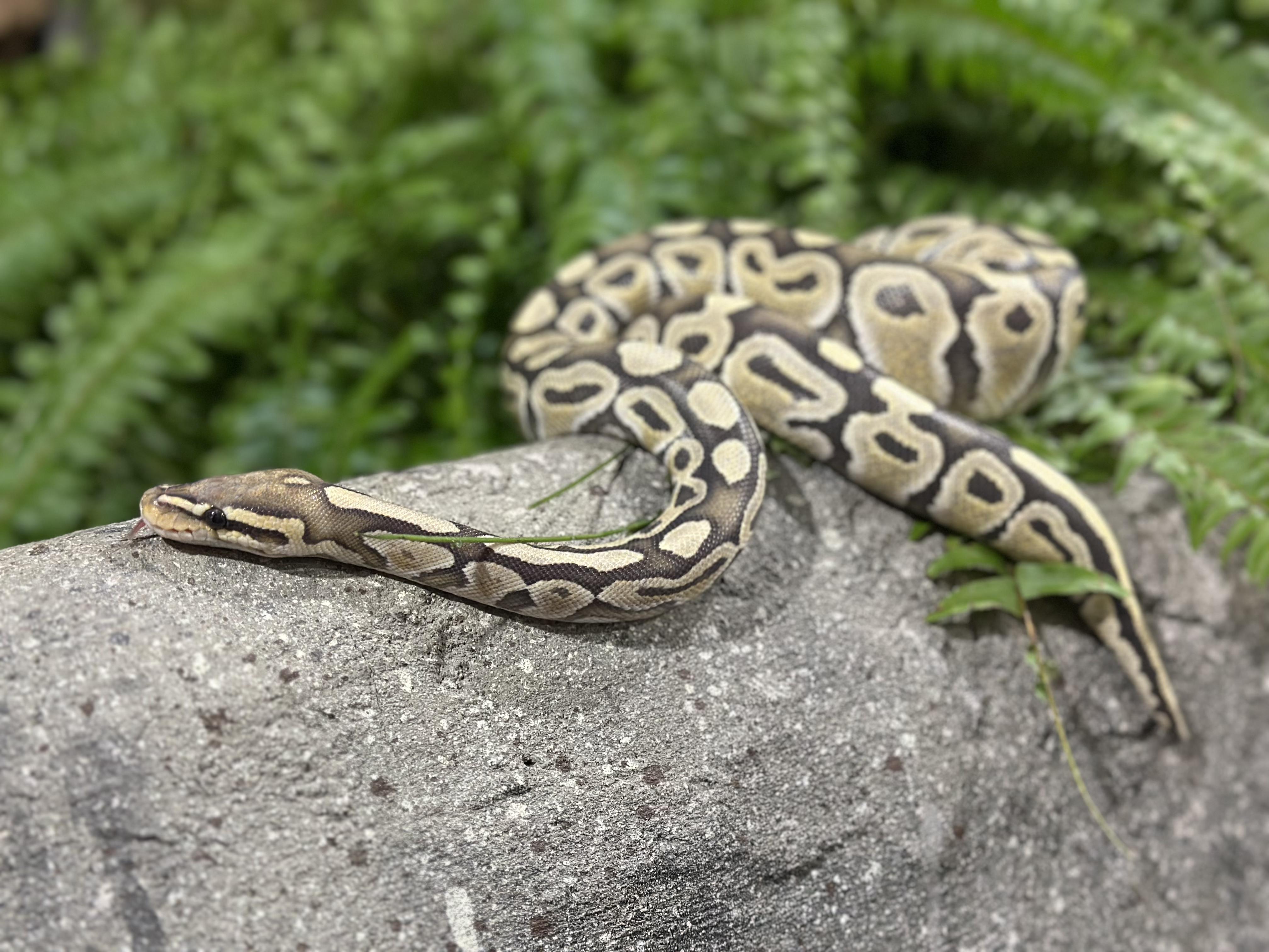 Nemo, Young Male Ball Python