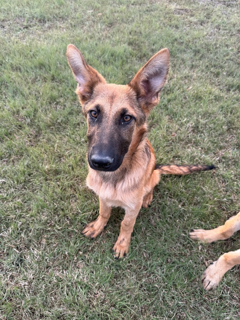 Enlarge Rocket, a Adopted German Shepherd Dog in FRISCO, TX image 1/2