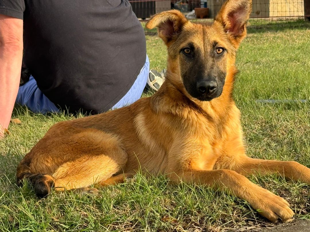 Rocket, Adopted, Puppy Male German Shepherd Dog.