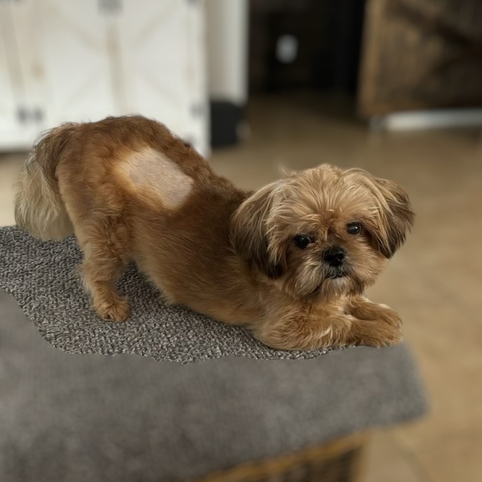 Dog for adoption Leon, a Shih Tzu in Dover, DE Petfinder