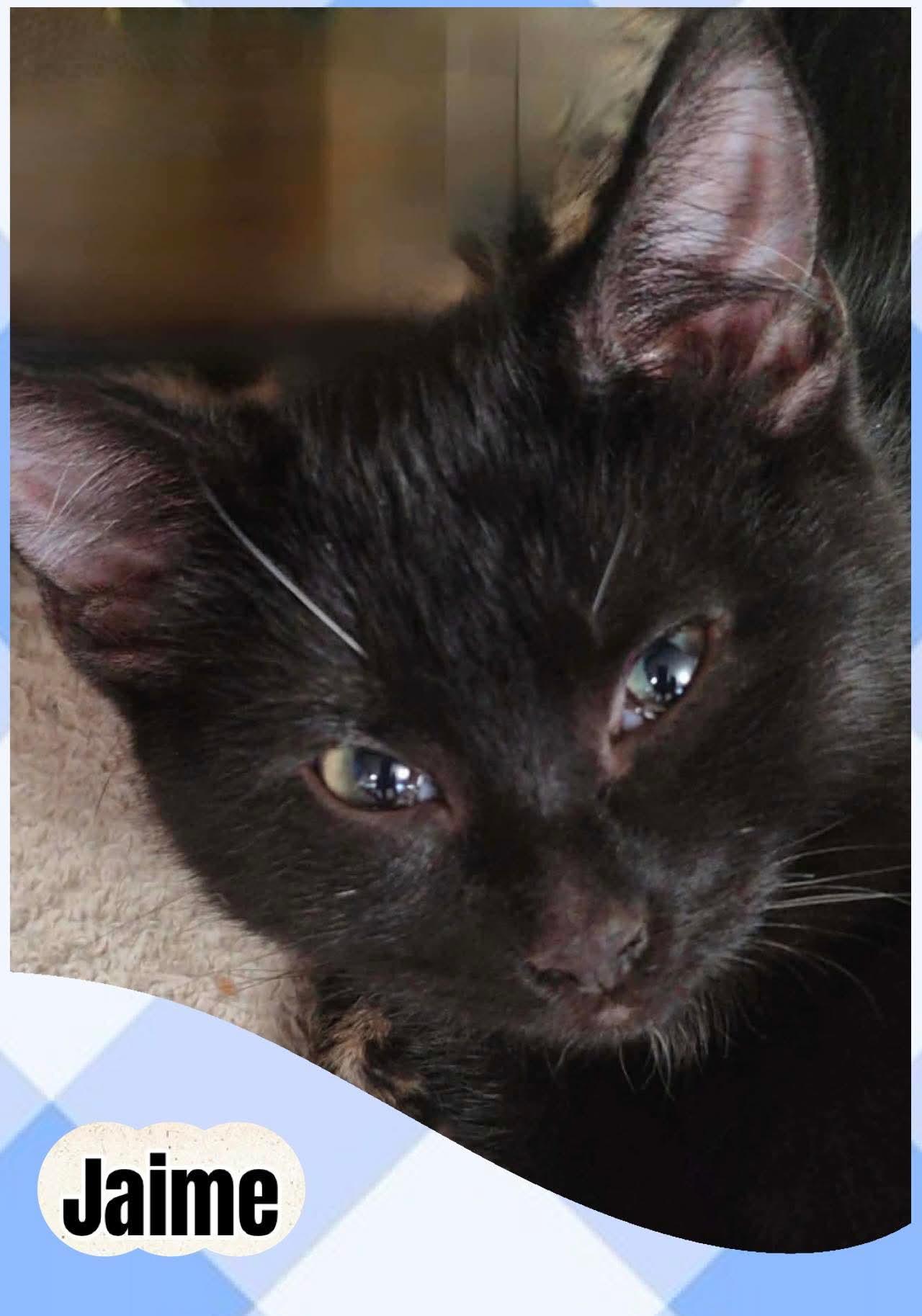 Jaime, ADOPTABLE, Kitten Male Domestic Short Hair.