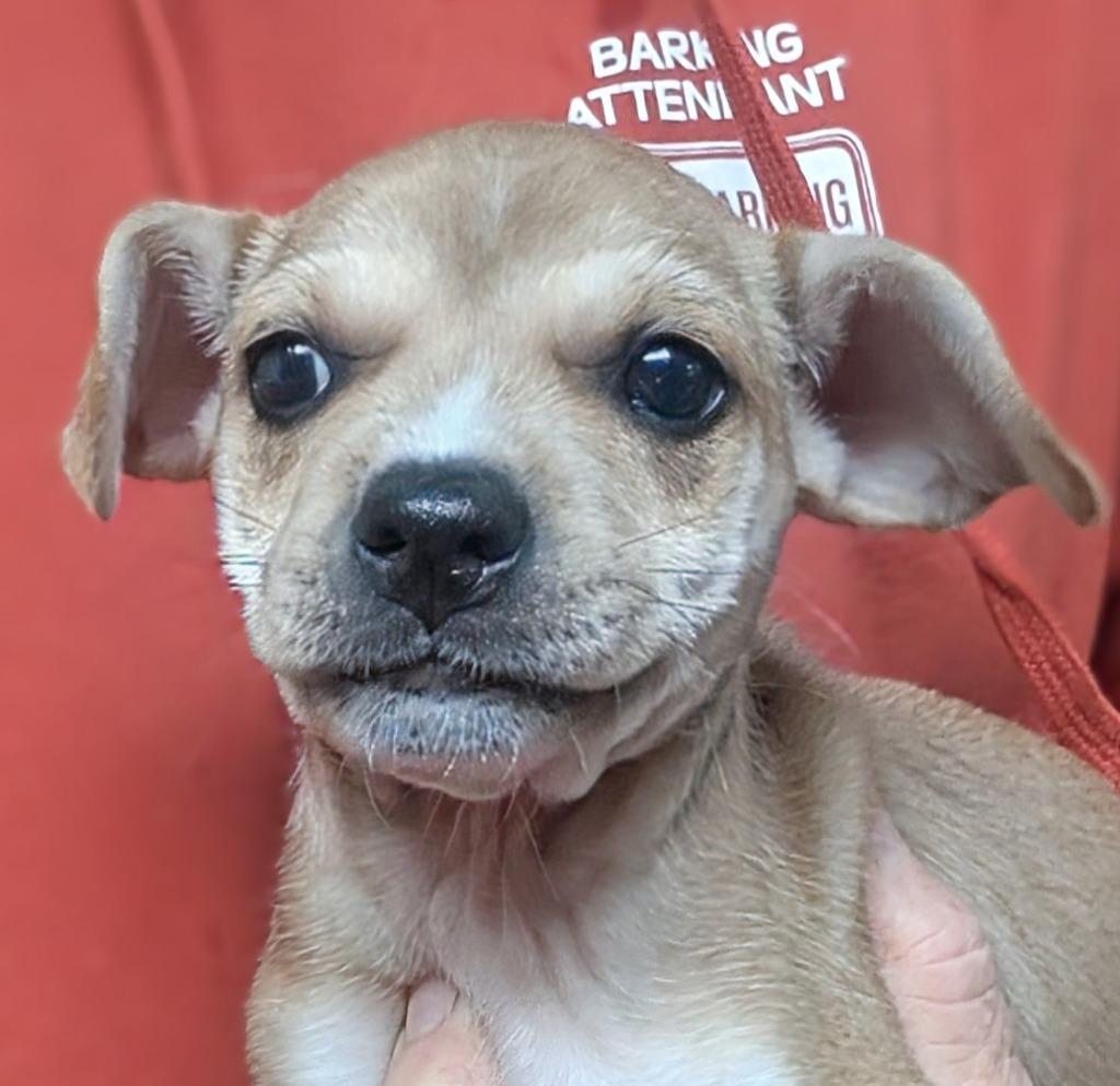 Plankton thumbnail 2