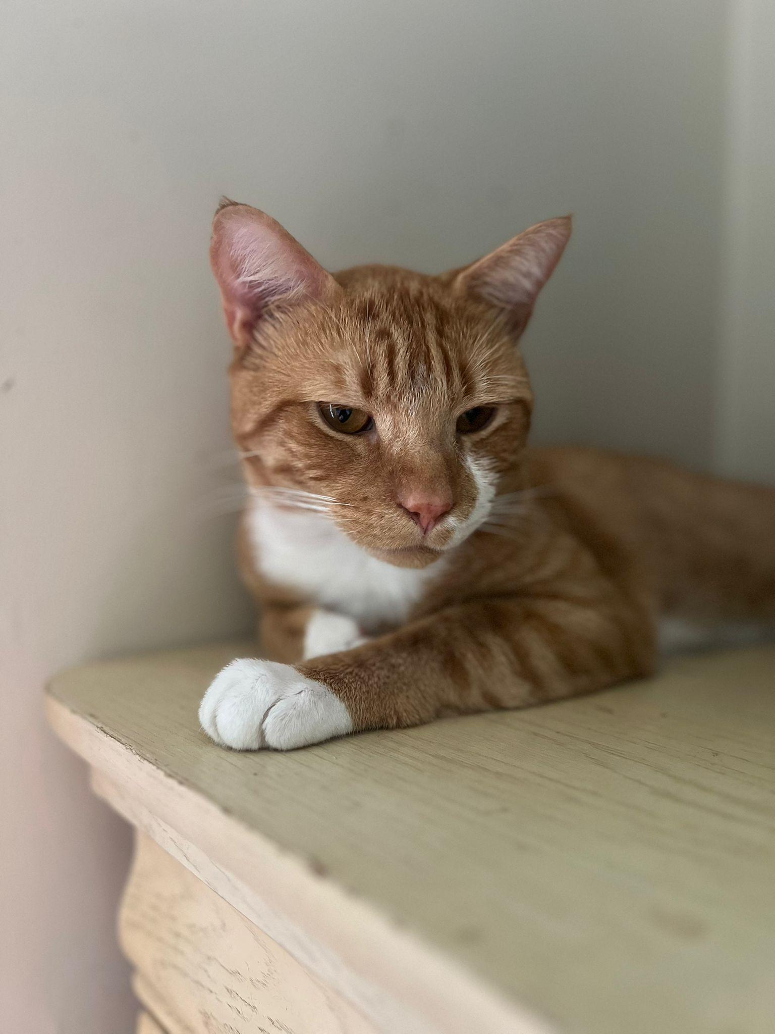 Leonardo N. ~~ Sweet boy