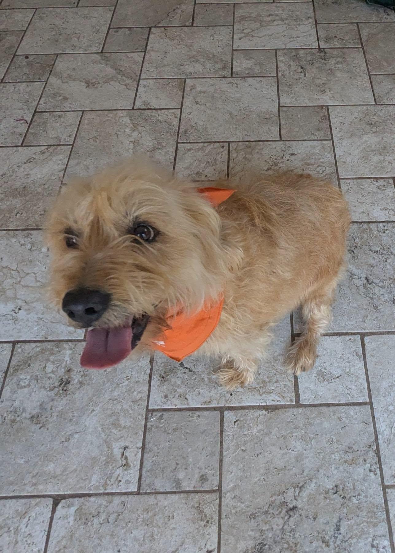 Summer, ADOPTABLE, Adult Female Cairn Terrier.
