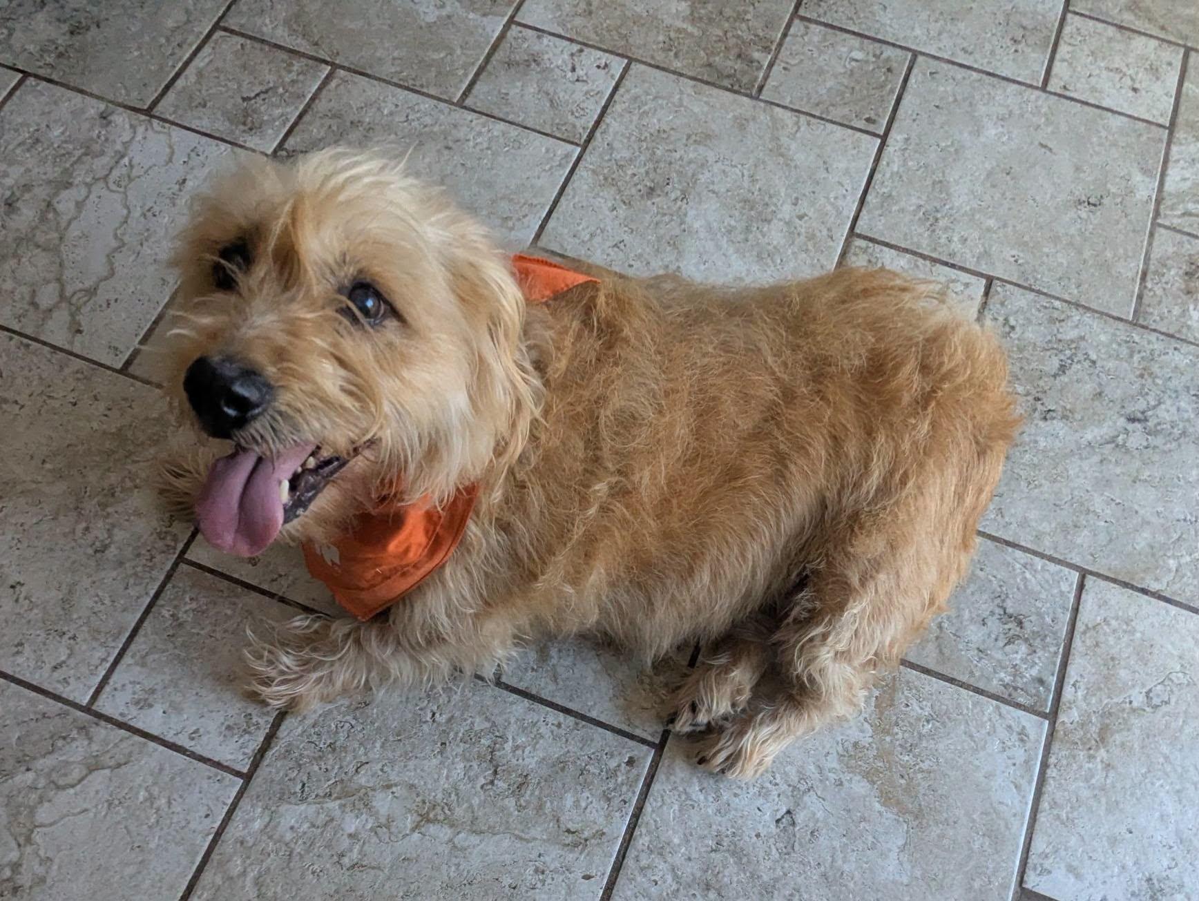 Summer, a ADOPTABLE Cairn Terrier in Oakland, CA image 4/5