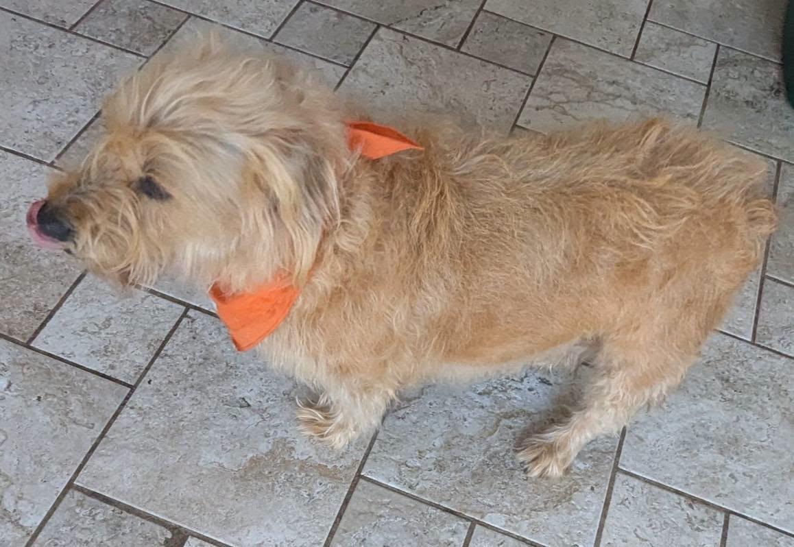 Summer, a ADOPTABLE Cairn Terrier in Oakland, CA image 2/5