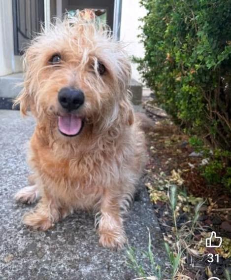 Summer, a ADOPTABLE Cairn Terrier in Oakland, CA image 3/5