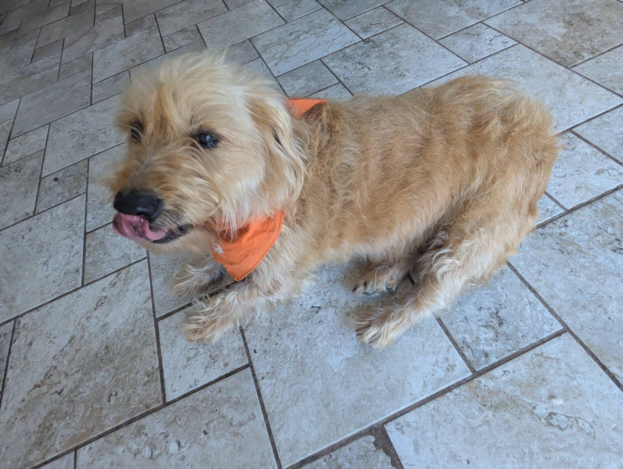 Summer, a ADOPTABLE Cairn Terrier in Oakland, CA image 5/5