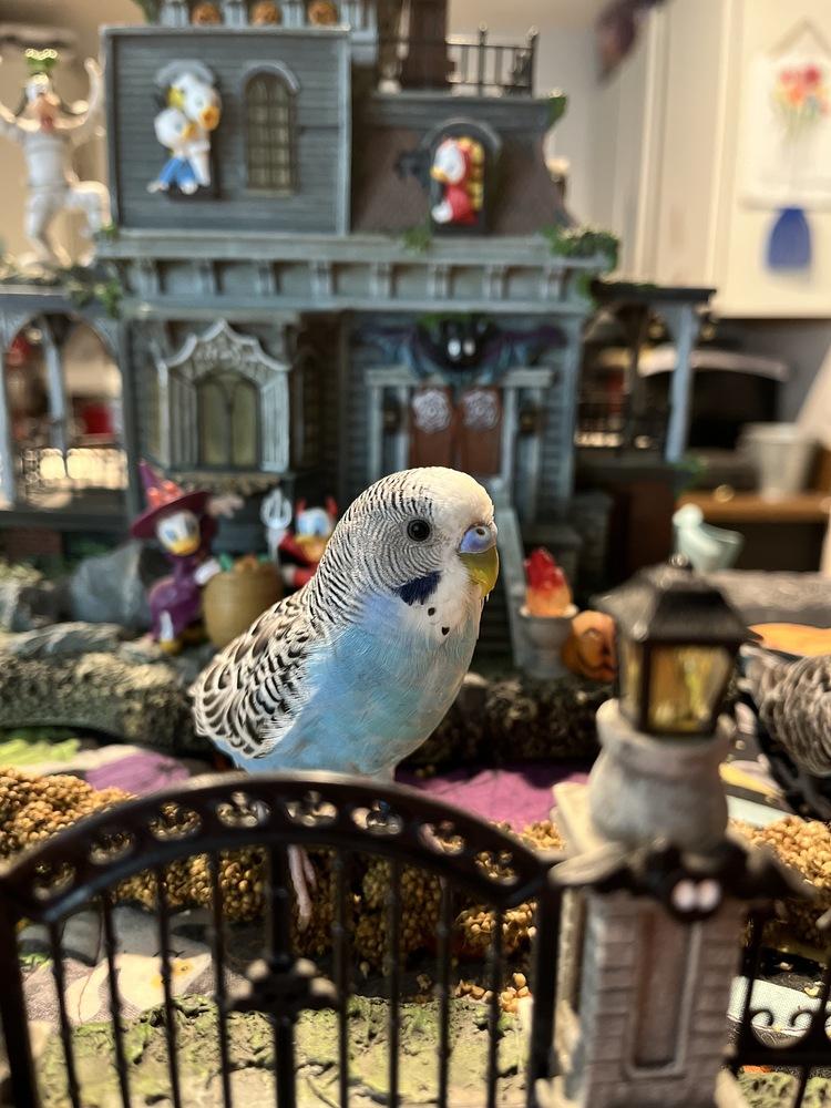 Hex, Adoptable, Young Male Budgie / Budgerigar.