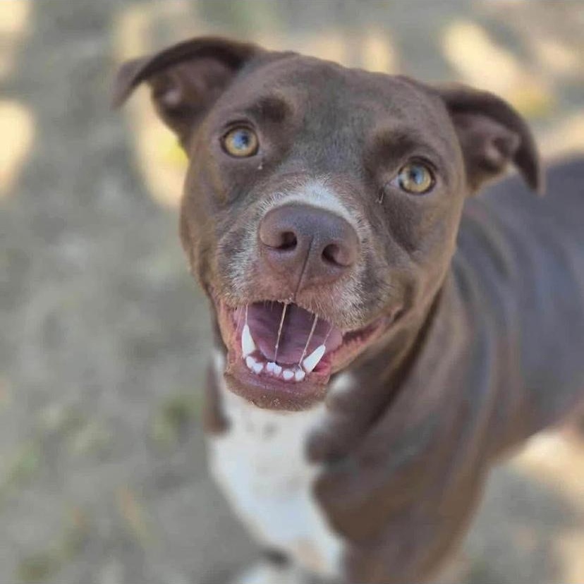 Enlarge Chili, an adopted mixed breed in Philadelphia, PA image 6/6