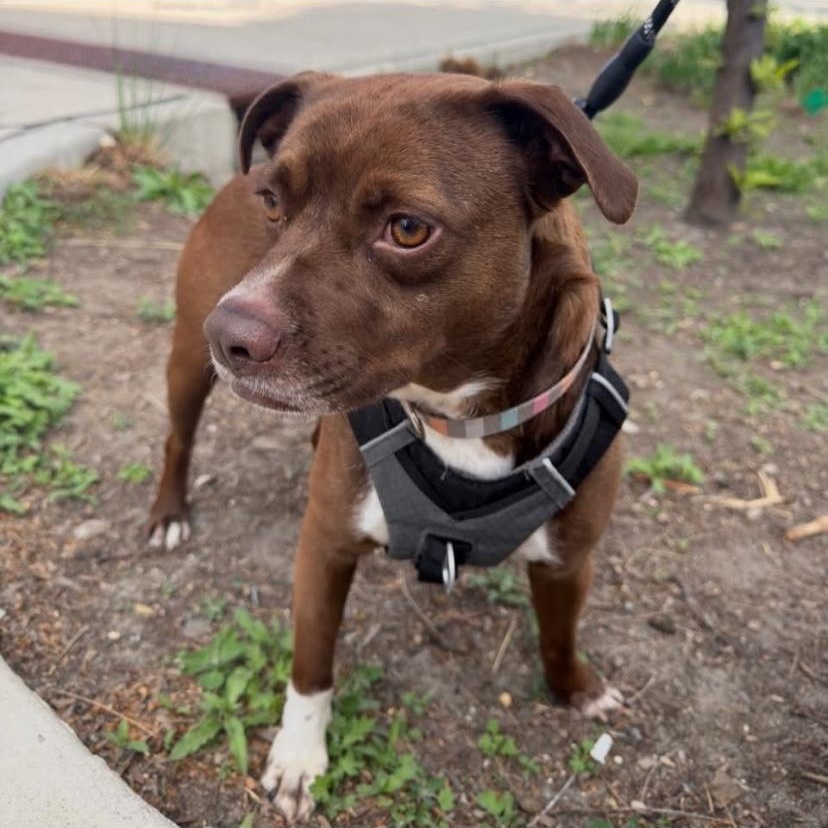 Enlarge Chili, an adopted mixed breed in Philadelphia, PA image 2/6