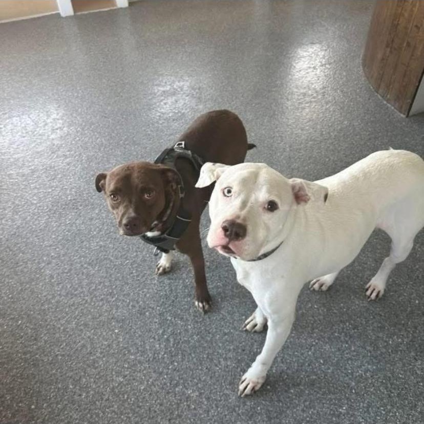 Enlarge Chili, an adopted mixed breed in Philadelphia, PA image 4/6