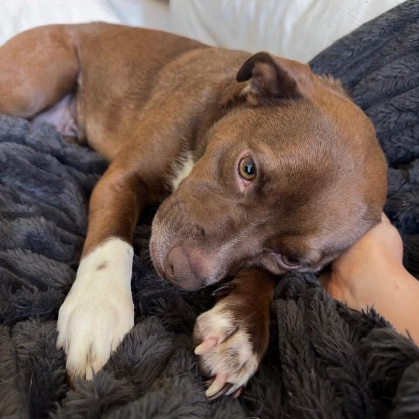 Enlarge Chili, an adopted mixed breed in Philadelphia, PA image 3/6