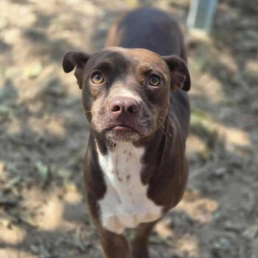 Enlarge Chili, an adopted mixed breed in Philadelphia, PA image 5/6