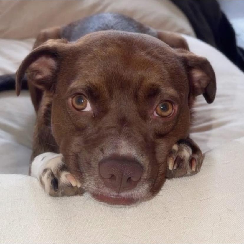 Chili, adopted, Young Female American Staffordshire Terrier & Pit Bull Terrier.