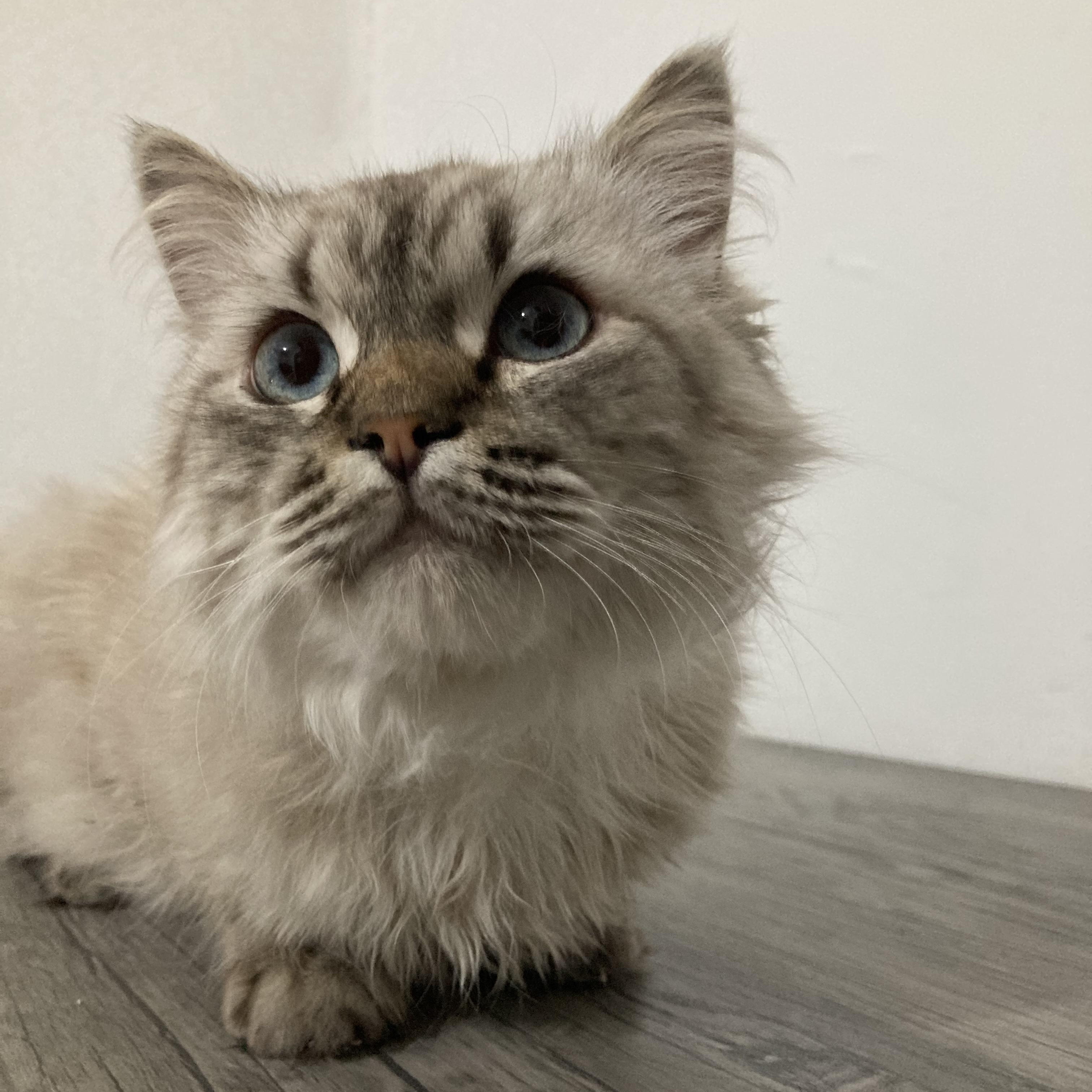 Lionel, ADOPTABLE, Young Male Siberian.