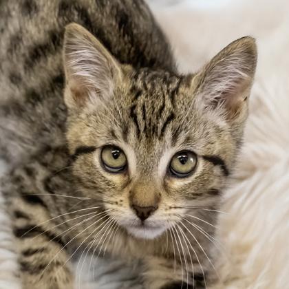 Aviendha, Adoptable, Kitten Female Domestic Short Hair & Domestic Short Hair.