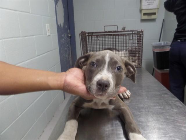 ENDO, Adoptable, Puppy Male Pit Bull Terrier.