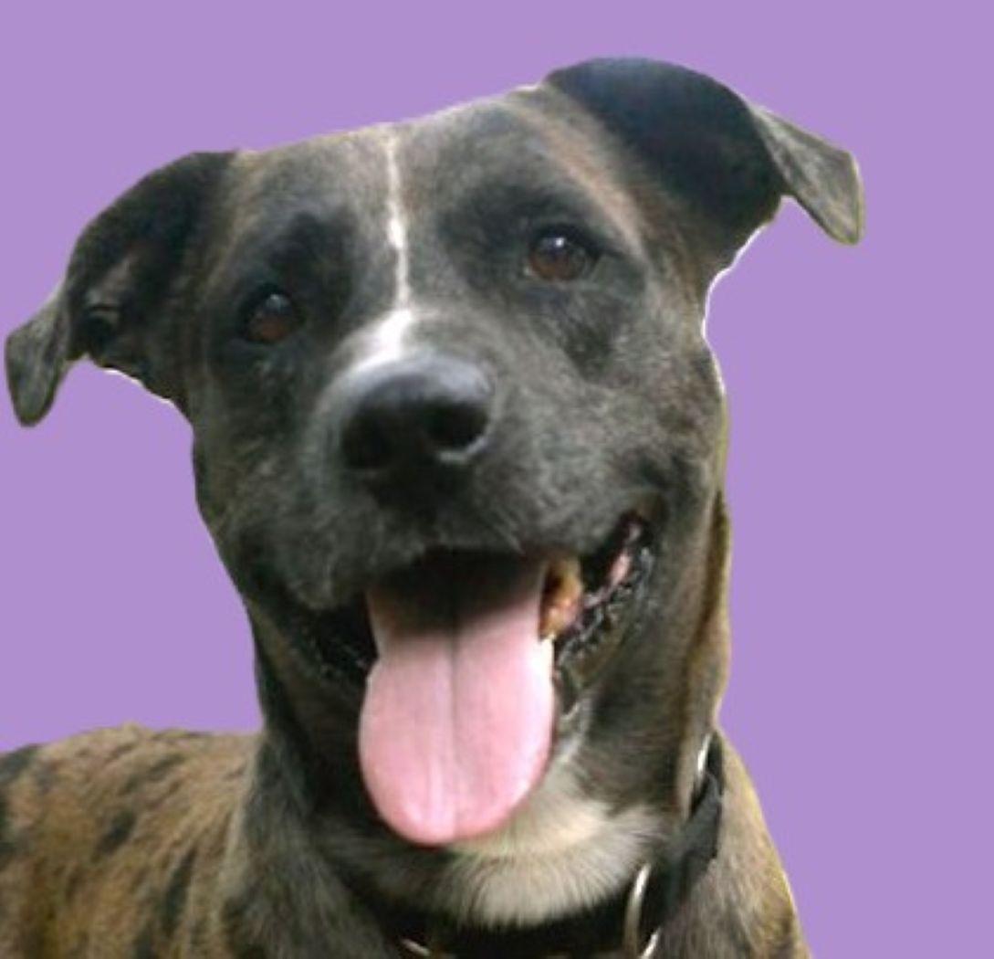 Nugget, Adoptable, Adult Male Basset Hound & Catahoula Leopard Dog.