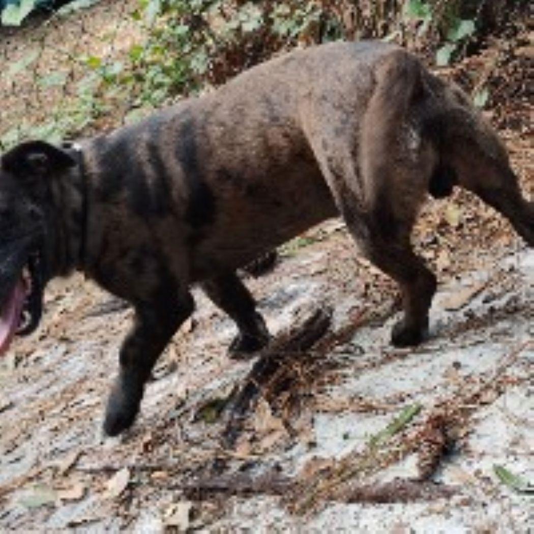 Nugget, a Adoptable mixed breed in Savannah, GA image 2/6