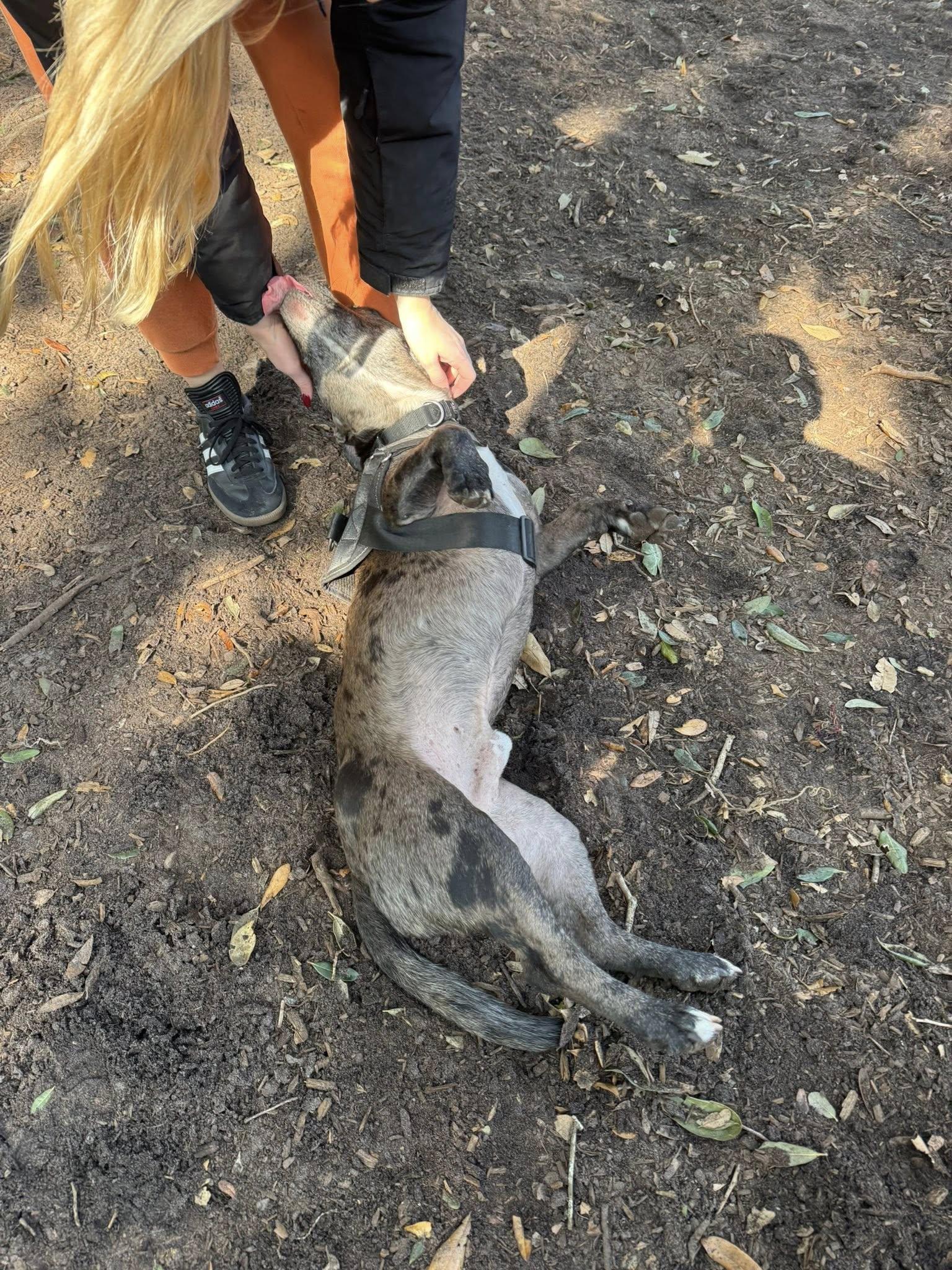 Enlarge Nugget, a Adoptable mixed breed in Savannah, GA image 2/6