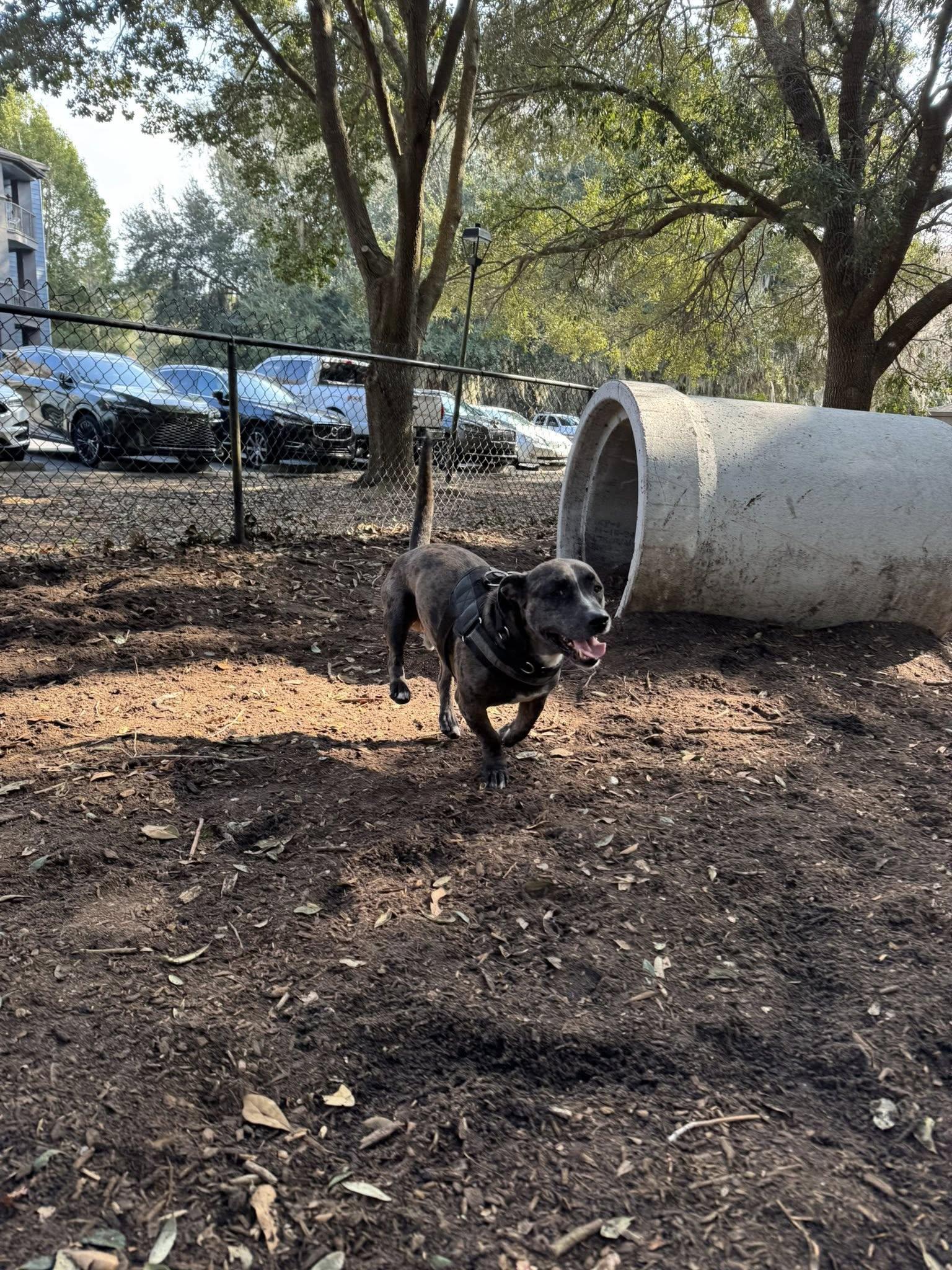 Enlarge Nugget, a Adoptable mixed breed in Savannah, GA image 3/6