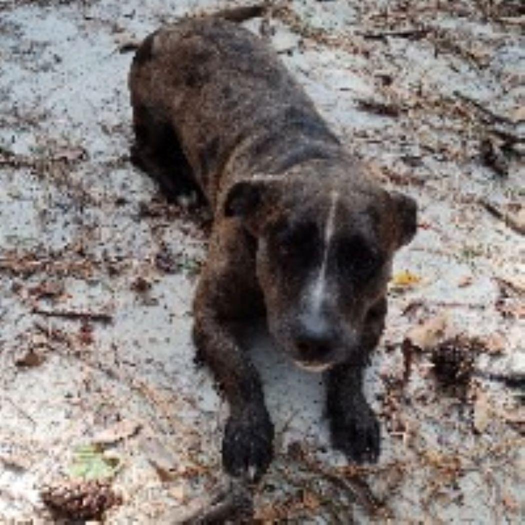 Nugget, a Adoptable mixed breed in Savannah, GA image 3/6