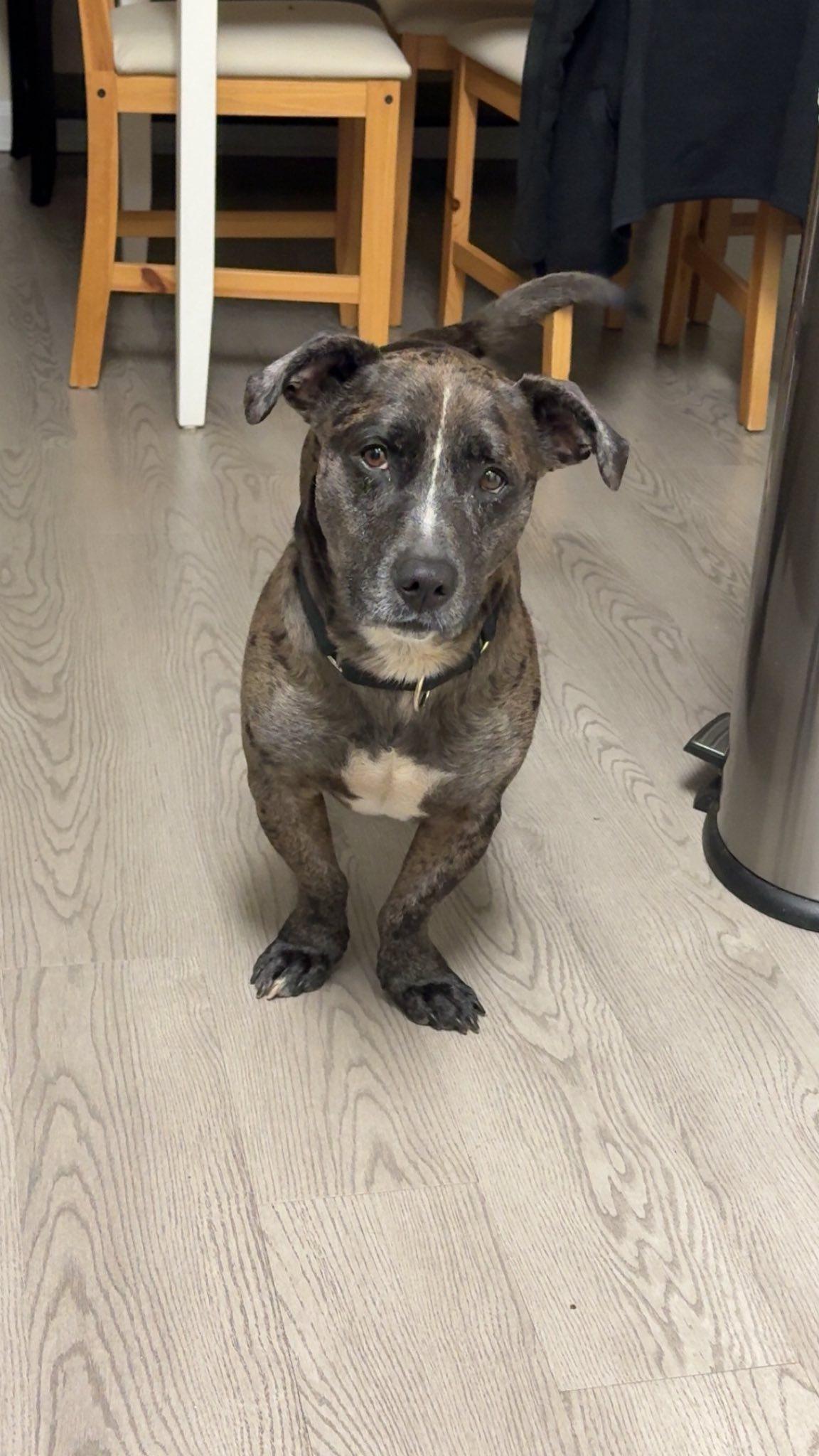 Enlarge Nugget, a Adoptable mixed breed in Savannah, GA image 4/6