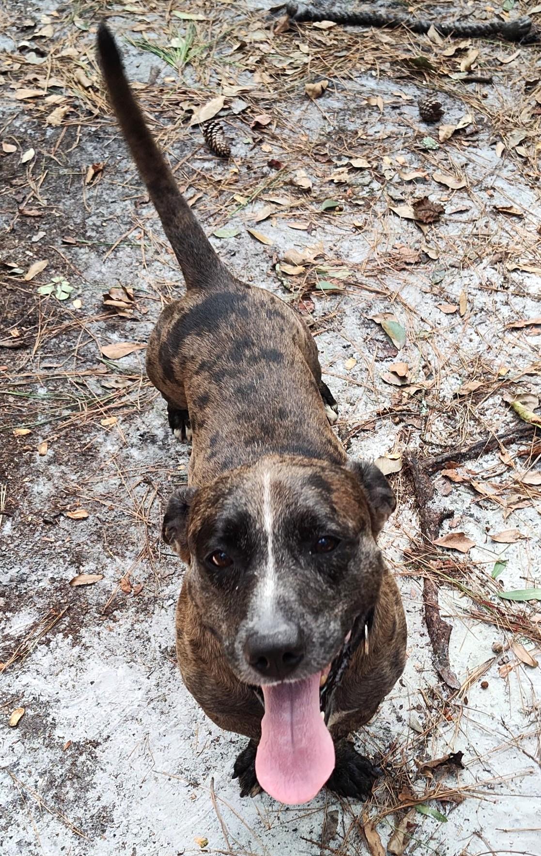 Nugget, a Adoptable mixed breed in Savannah, GA image 6/6