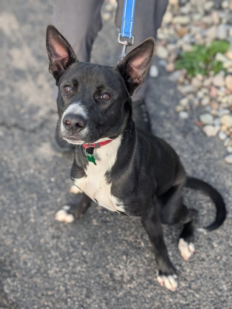 Tucker, a Adoptable mixed breed in North Syracuse, NY image 1/3