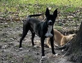 Tucker, a Adoptable mixed breed in North Syracuse, NY image 2/3