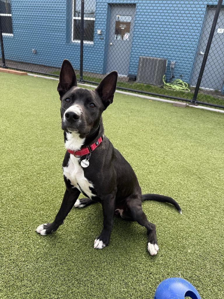 Tucker, a Adoptable mixed breed in North Syracuse, NY image 3/3