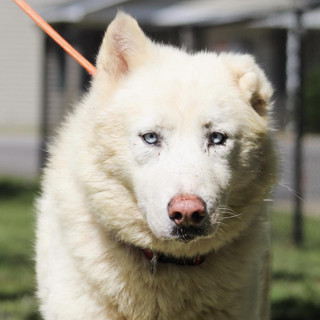 Enlarge Salt Water, a Adoptable mixed breed in Howell, NJ image 4/6