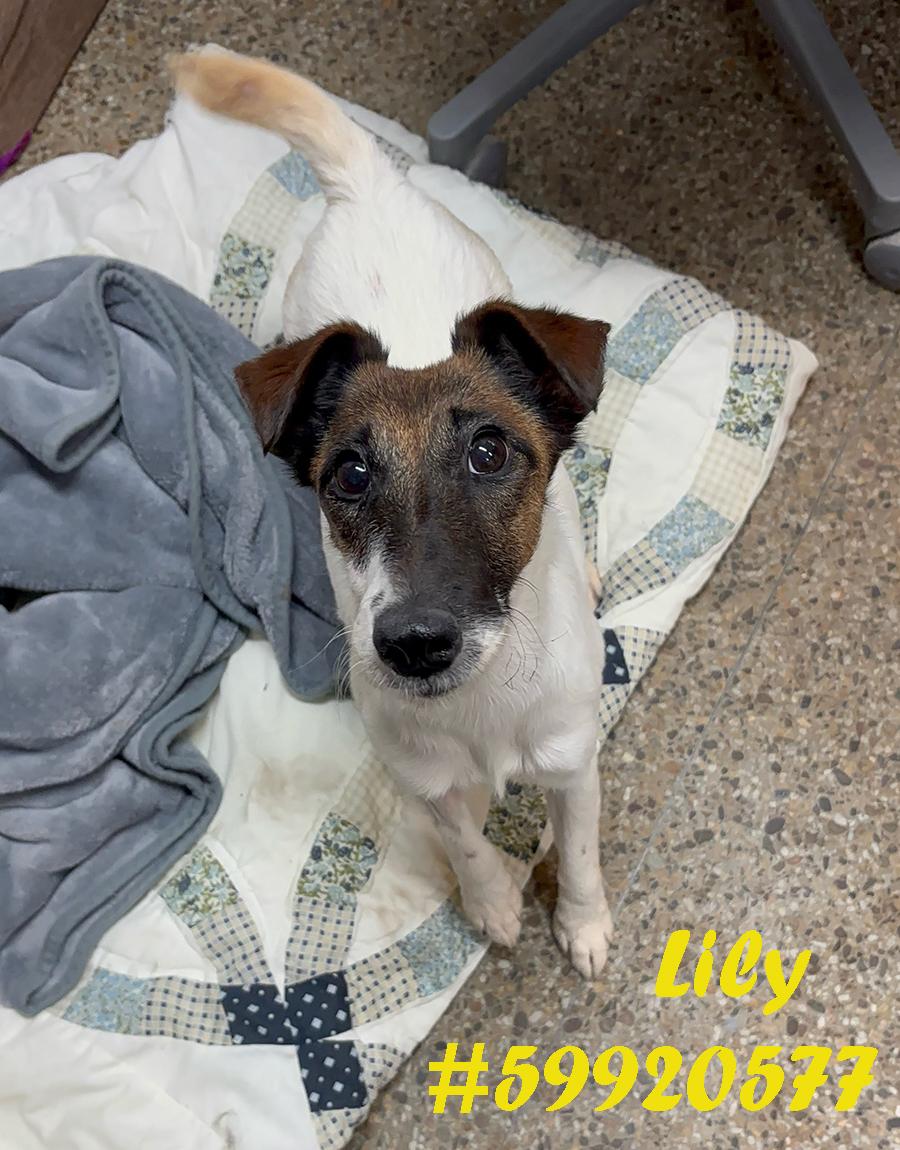Lily , ADOPTABLE, Adult Female Smooth Fox Terrier.