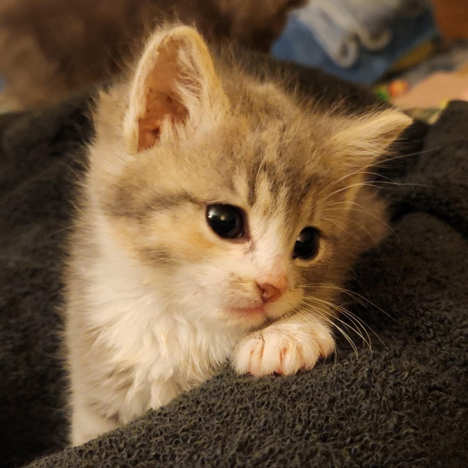 Marigold , adopted, Kitten Female Dilute Tortoiseshell & Dilute Calico.