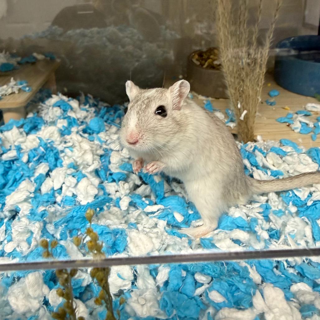 Enlarge Marshmallow & James (Bonded Pair), a ADOPTABLE Gerbil in Medford, NY image 4/4