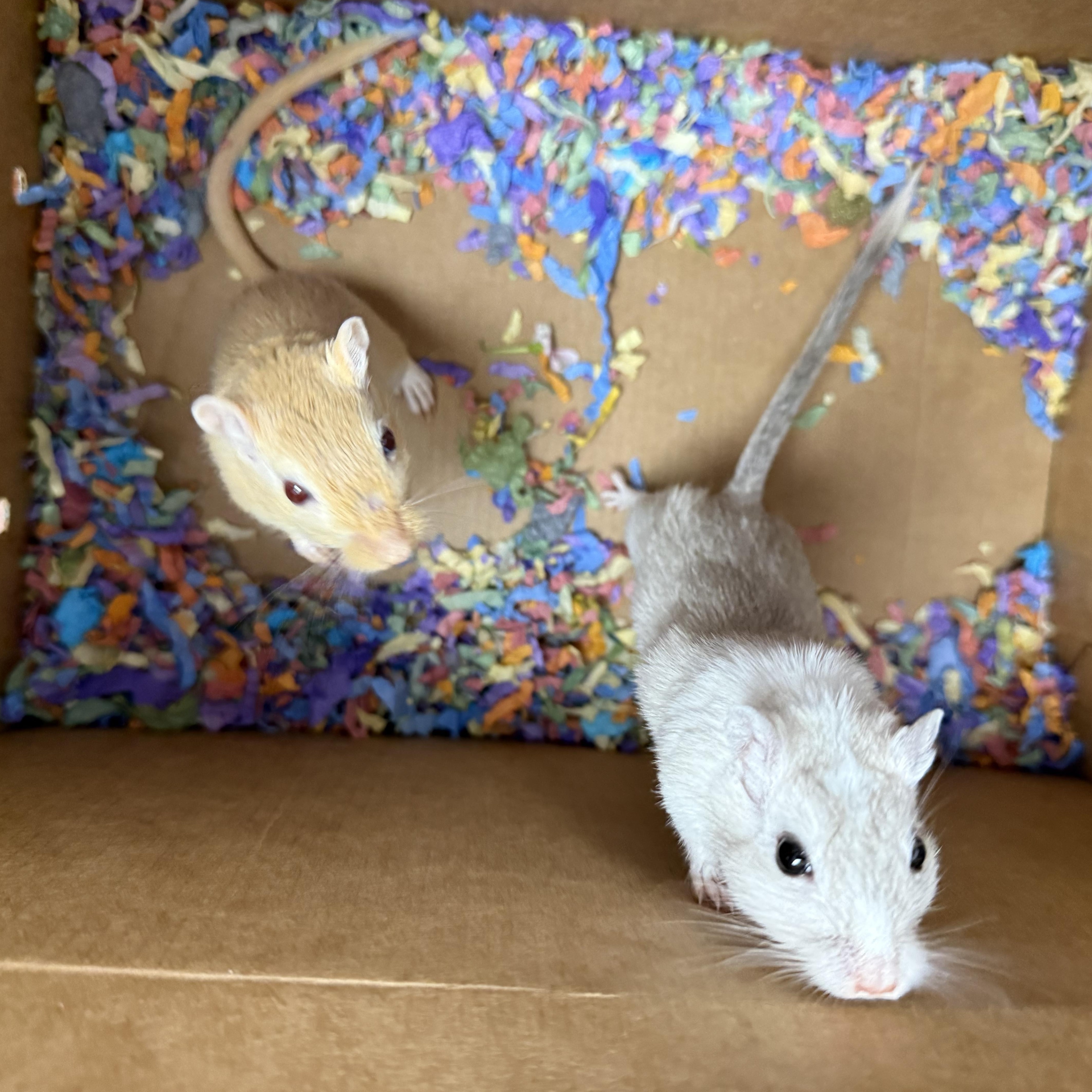 Marshmallow & James, ADOPTABLE, Young Male Gerbil.