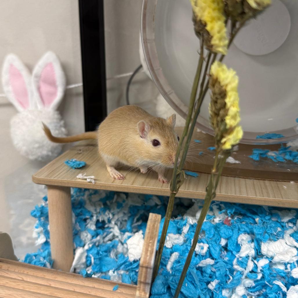 Enlarge Marshmallow & James (Bonded Pair), a ADOPTABLE Gerbil in Medford, NY image 3/4