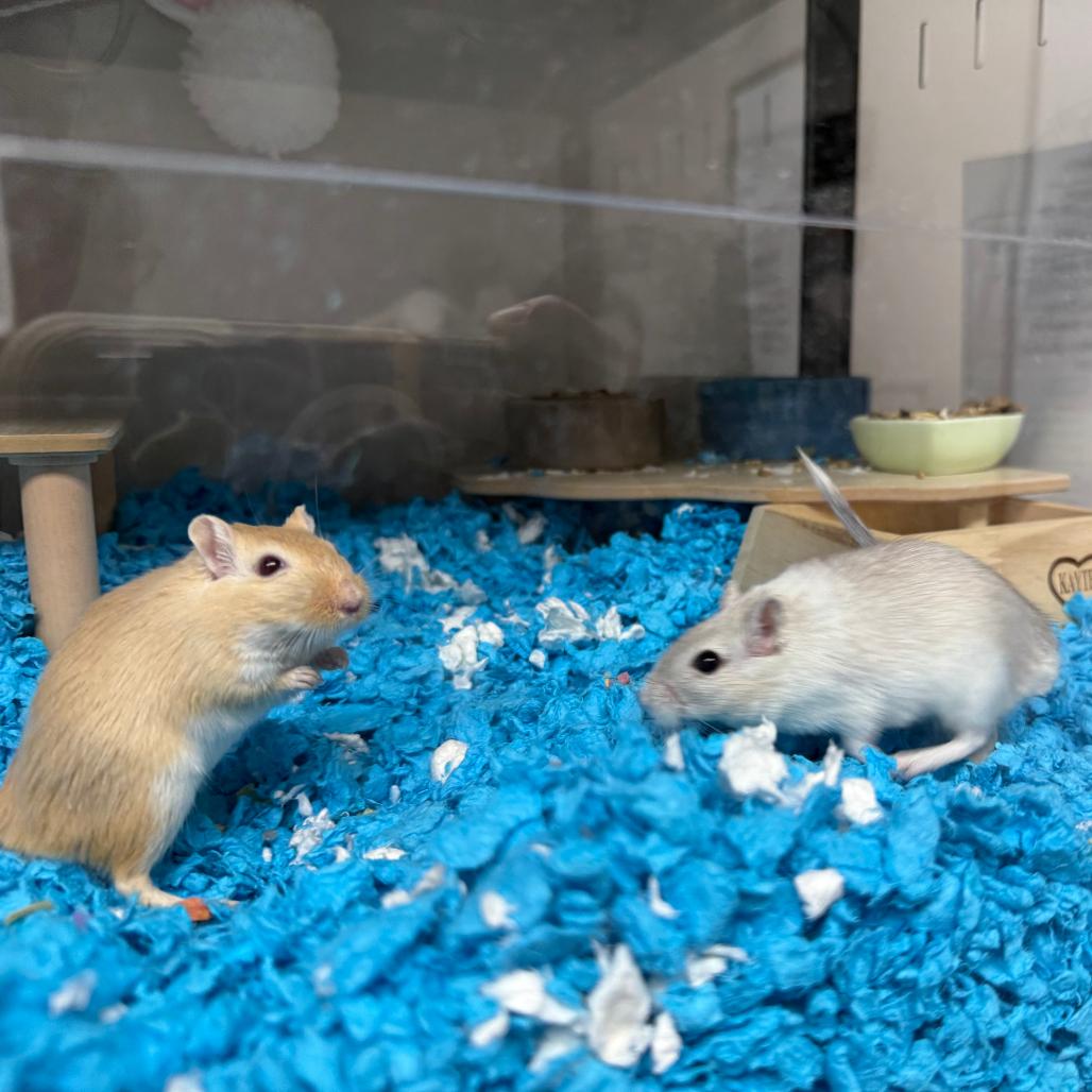 Marshmallow & James (Bonded Pair), ADOPTABLE, Young Male Gerbil.