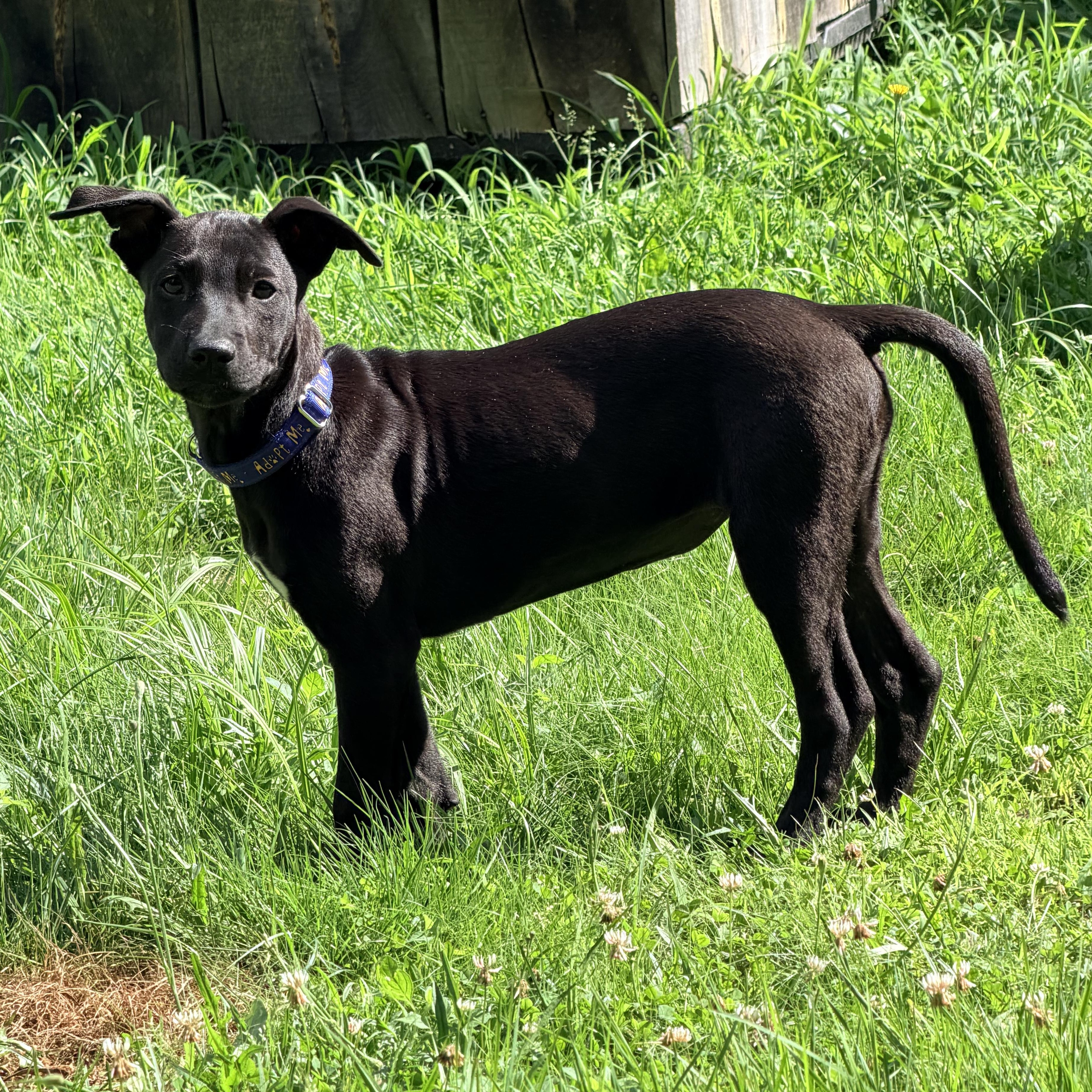 Enlarge Loretta May, a Adoptable mixed breed in Portland, ME image 5/5